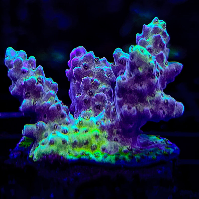 WWC Nuclear Grapes Acropora