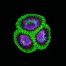 WWC Space Monkey Favia