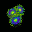 WWC Sunbeam Shuriken Zoanthids - AED 25 Per Polyp