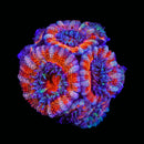 WWC Treasure Island Aussie Lord - AED 150 per Head