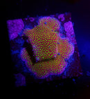 WWC Electric Daisy Stylocoeniella