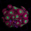 RF Wagon Wheels Palythoa - AED 20 Per Polyp