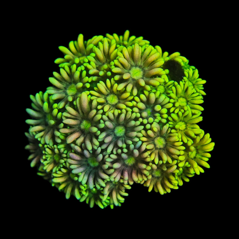 RF Peachy Greens Goniopora - WYSIWYG