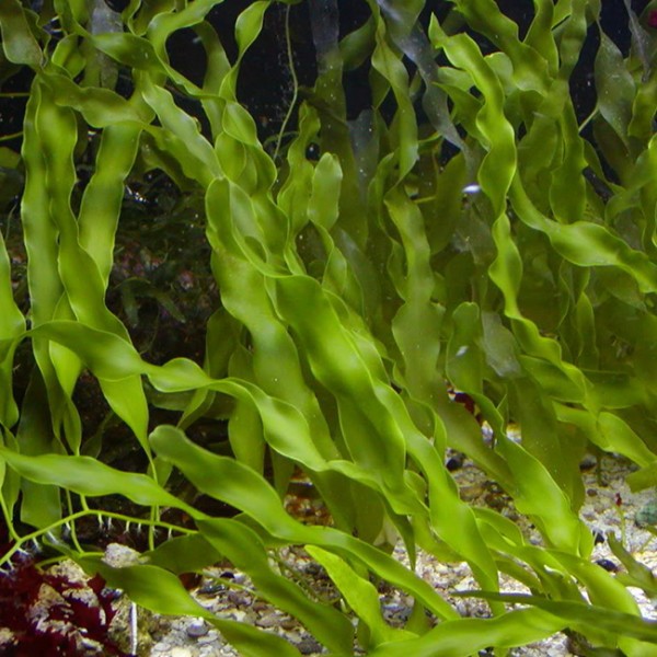 Caulerpa prolifera