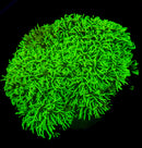 Green Star Polyps (GSP)