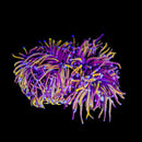 RF Long Stem Dragon Soul Torch (Euphyllia glabrescens) - WYSIWYG