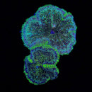 Maxi Mini Carpet Anemone