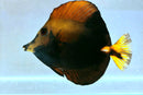 Tricolor Abberant Scopas Tang (Zebrasoma scopas) - WYSIWYG