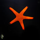 Red Starfish (Fromia indica)