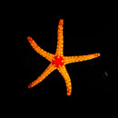 Tiled Starfish (Fromia monilis)