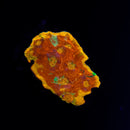 RF Rainbow Fuego Chalice