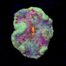 RF Rainbow Splatter Pizza Anemone