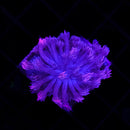 RF Purple Blaze Goniopora