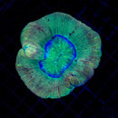 Trachyphillia geoffroyi (WYSIWYG)