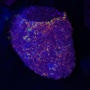 RF Tranquility Favia