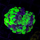 Blotched Branching Hammer (Euphyllia paraancora) - WYSIWYG