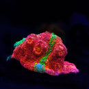 RF Rainbow Flamethrower Chalice