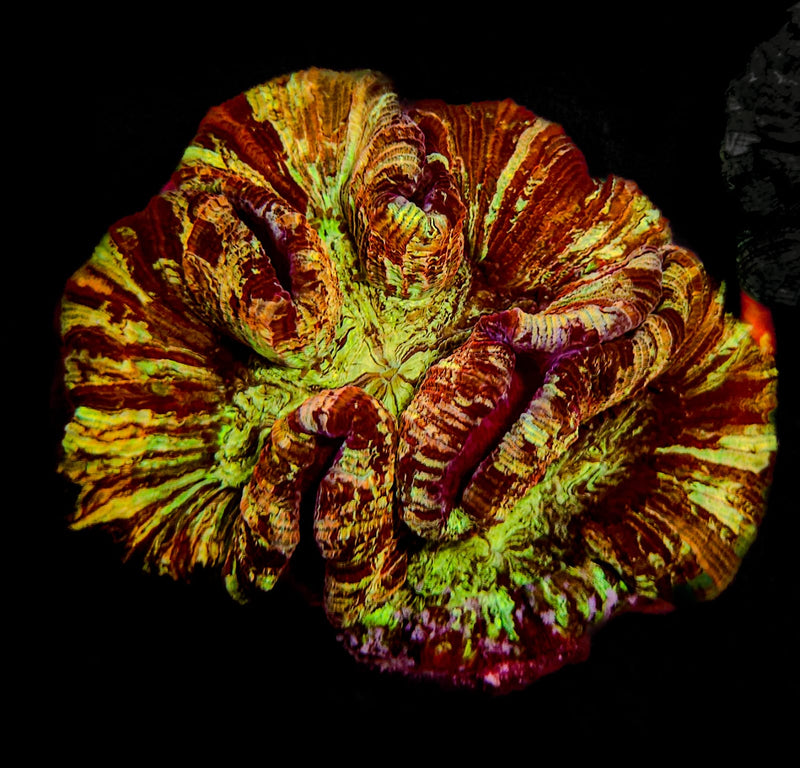 Yellow Rainbow Splatter Trachyphillia