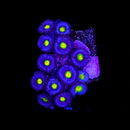 WWC AOI Zoanthids - AED 185 Per Polyp