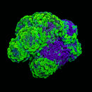 Blotched Branching Hammer (Euphyllia paraancora) - WYSIWYG