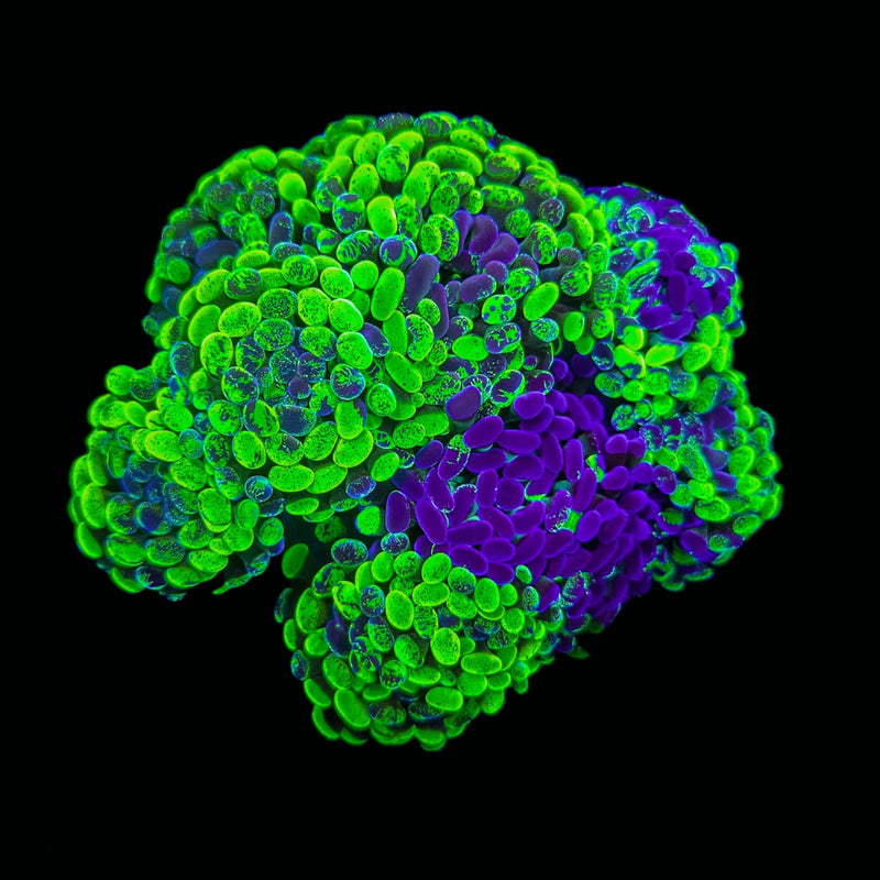 Blotched Branching Hammer (Euphyllia paraancora) - WYSIWYG