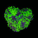 Blotched Branching Hammer (Euphyllia paraancora) - WYSIWYG