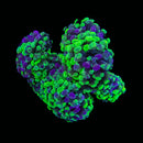Blotched Branching Hammer (Euphyllia paraancora) - WYSIWYG