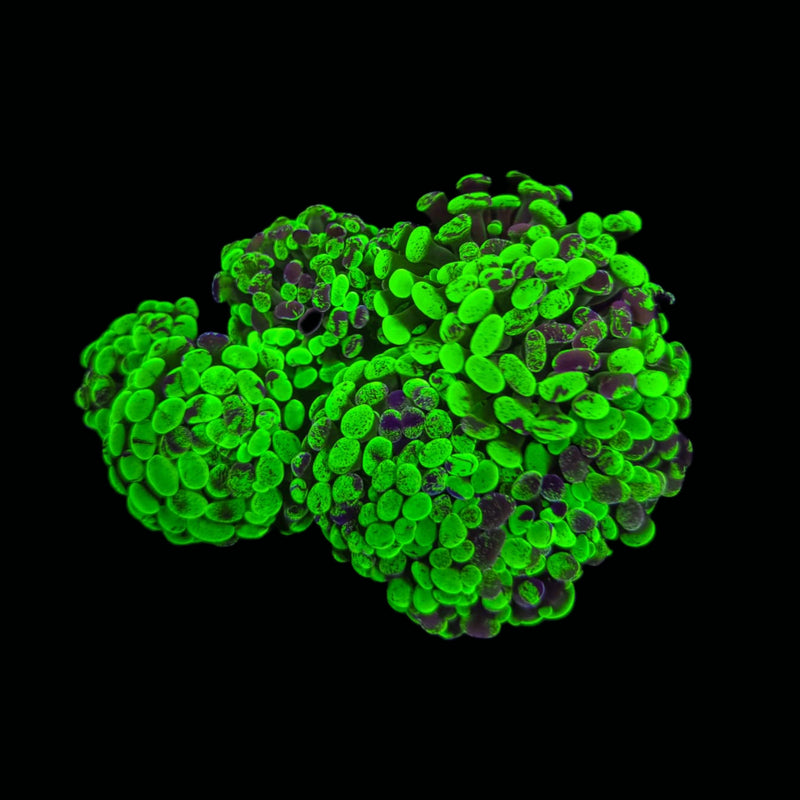 Blotched Branching Hammer (Euphyllia paraancora) - WYSIWYG