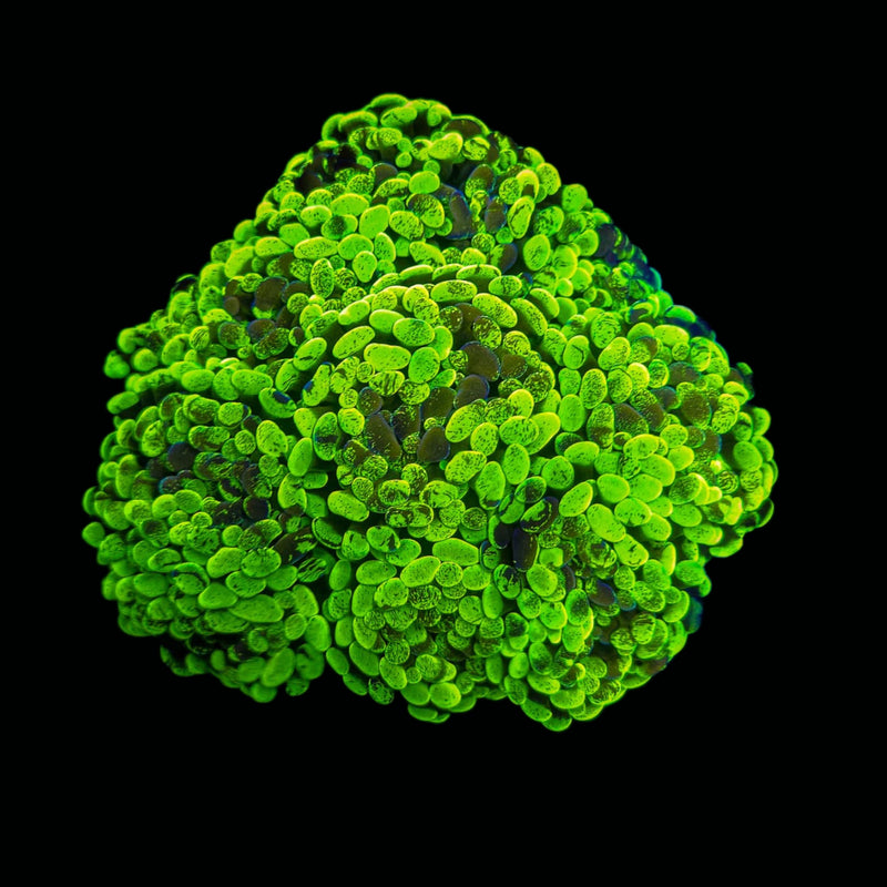 Blotched Branching Hammer (Euphyllia paraancora) - WYSIWYG