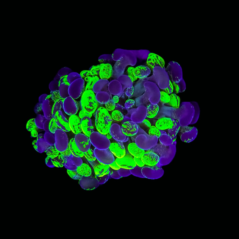 Blotched Branching Hammer (Euphyllia paraancora) - WYSIWYG