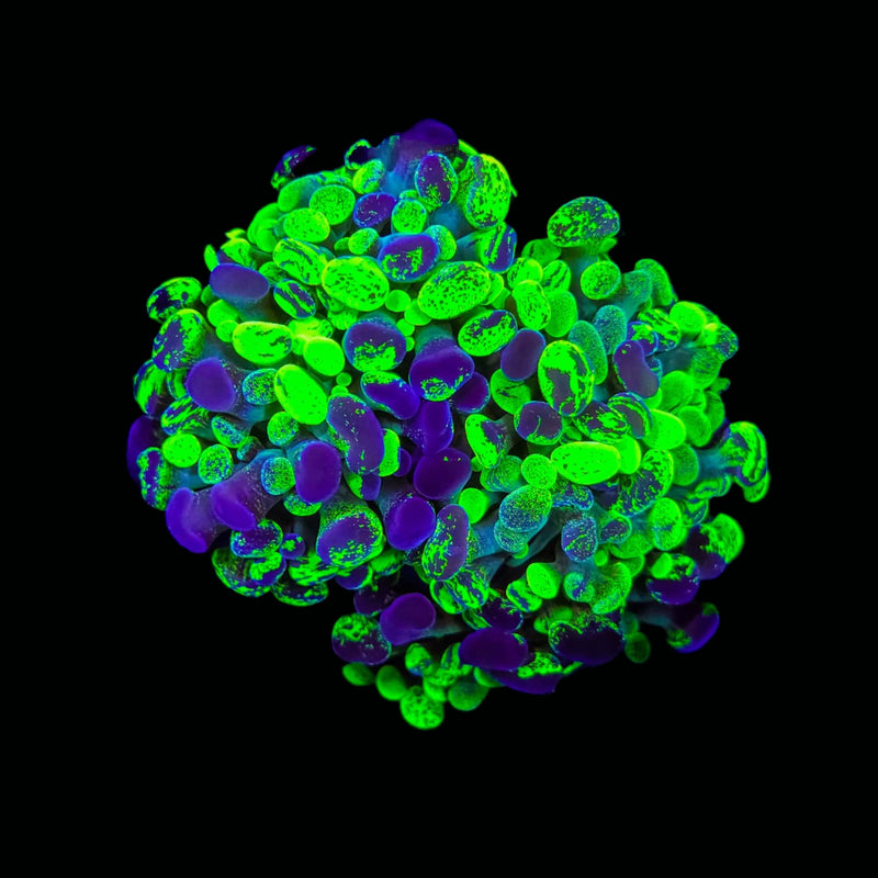 Blotched Branching Hammer (Euphyllia paraancora) - WYSIWYG