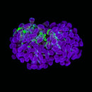 Blotched Branching Hammer (Euphyllia paraancora) - WYSIWYG