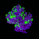 Blotched Branching Hammer (Euphyllia paraancora) - WYSIWYG