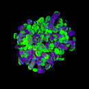 Blotched Branching Hammer (Euphyllia paraancora) - WYSIWYG