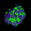 Blotched Branching Hammer (Euphyllia paraancora) - WYSIWYG