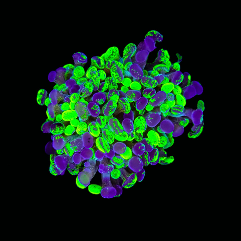 Blotched Branching Hammer (Euphyllia paraancora) - WYSIWYG