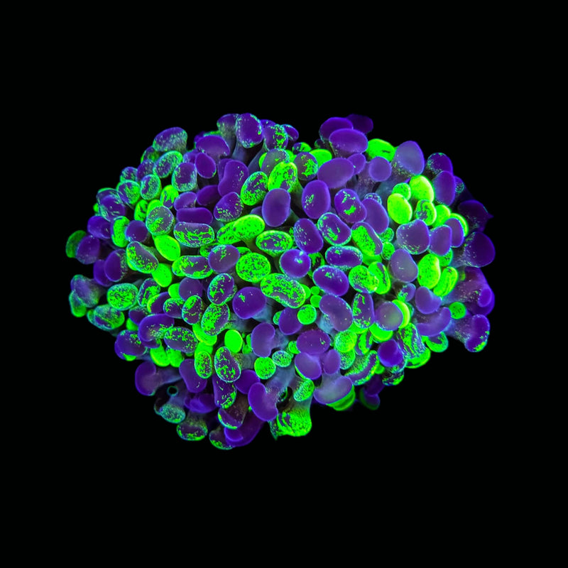 Blotched Branching Hammer (Euphyllia paraancora) - WYSIWYG