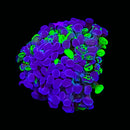 Blotched Branching Hammer (Euphyllia paraancora) - WYSIWYG