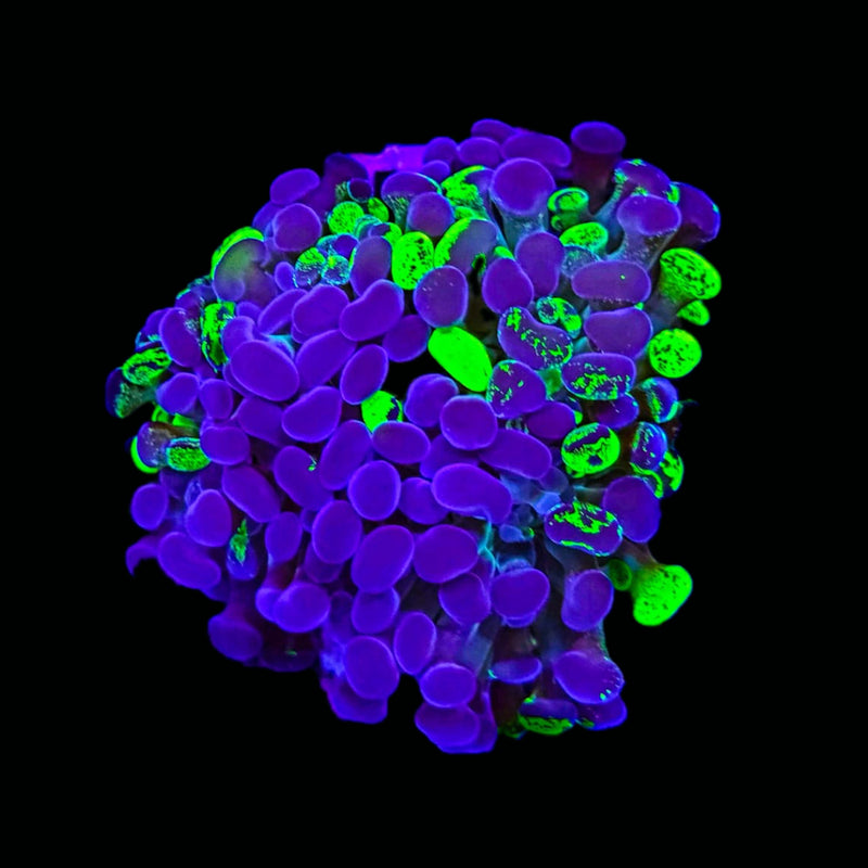 Blotched Branching Hammer (Euphyllia paraancora) - WYSIWYG