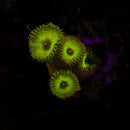 RF Captain Jerk Palythoa