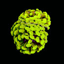 Gold Branching Hammer (Euphyllia paraancora) - WYSIWYG