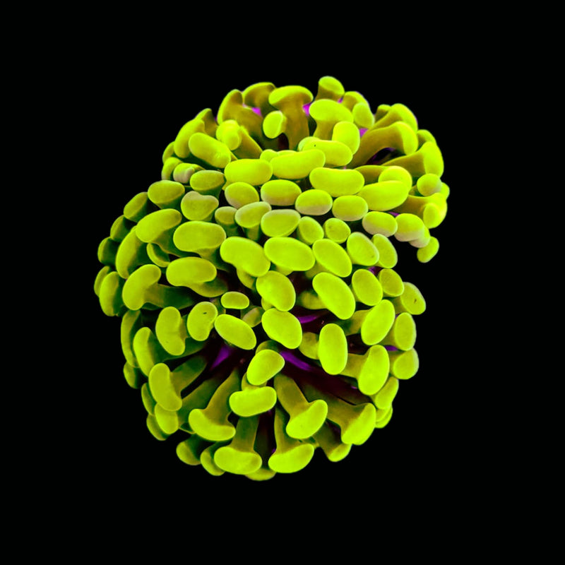 Gold Branching Hammer (Euphyllia paraancora) - WYSIWYG