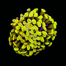 Gold Branching Hammer (Euphyllia paraancora) - WYSIWYG