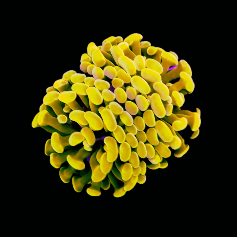 Gold Branching Hammer (Euphyllia paraancora) - WYSIWYG