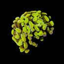 Gold Branching Hammer (Euphyllia paraancora) - WYSIWYG