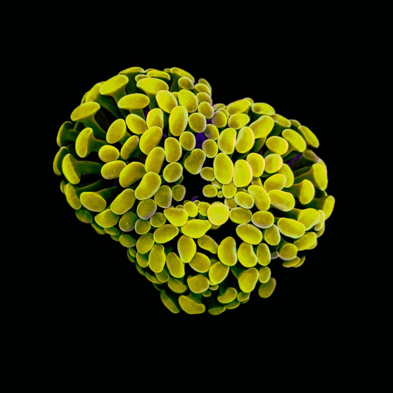 Gold Branching Hammer (Euphyllia paraancora) - WYSIWYG