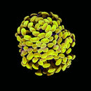 Gold Branching Hammer (Euphyllia paraancora) - WYSIWYG