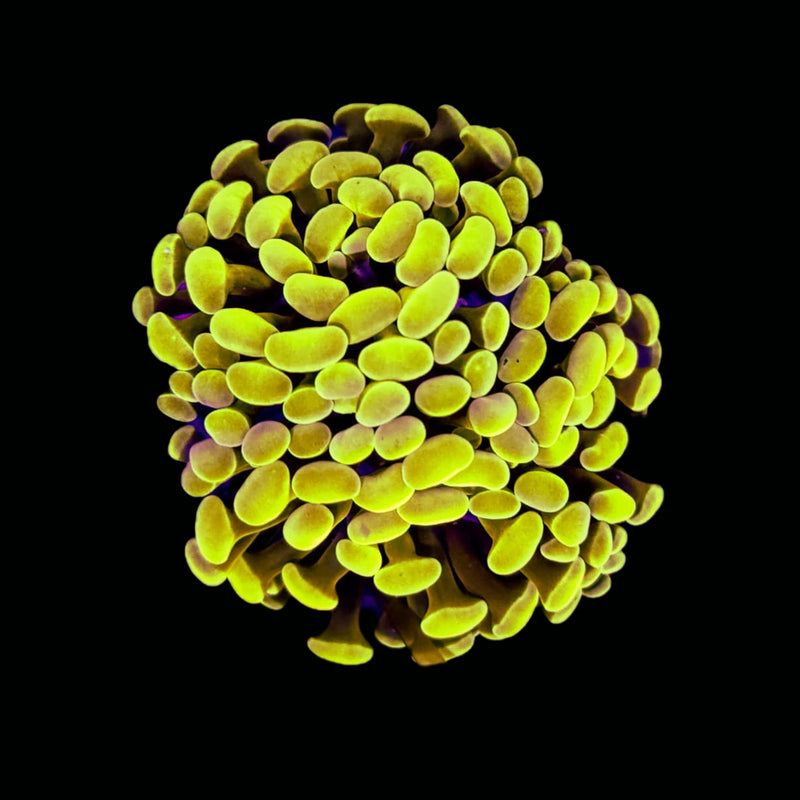 Gold Branching Hammer (Euphyllia paraancora) - WYSIWYG