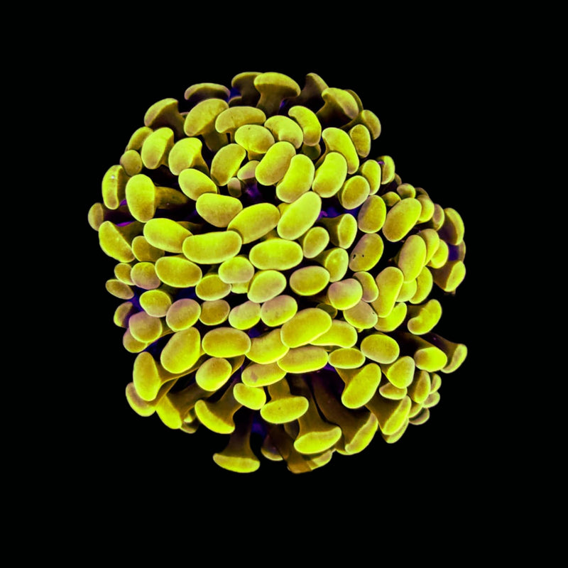 Gold Branching Hammer (Euphyllia paraancora) - WYSIWYG