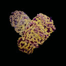 Gold Branching Hammer (Euphyllia paraancora) - WYSIWYG